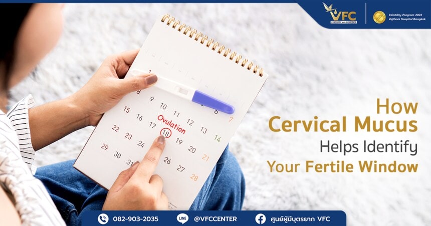 Tracking cervical mucus during a phase of the menstrual cycle can help you conceive